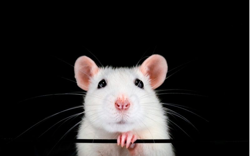 Biely laboratórny potkan, domáci miláčik