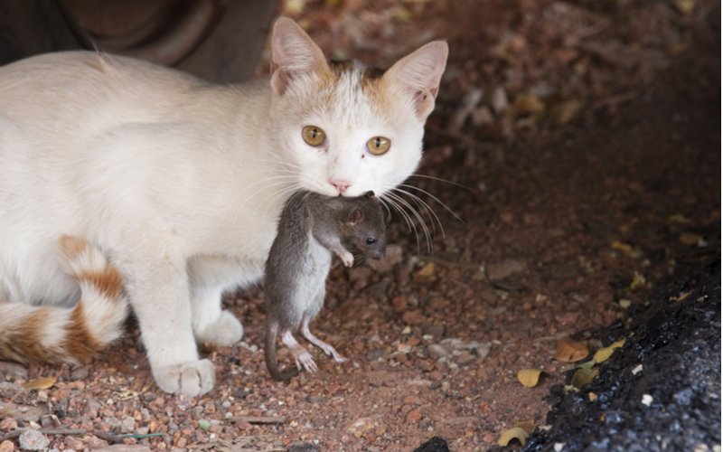 Mačka s potkanom v papuli