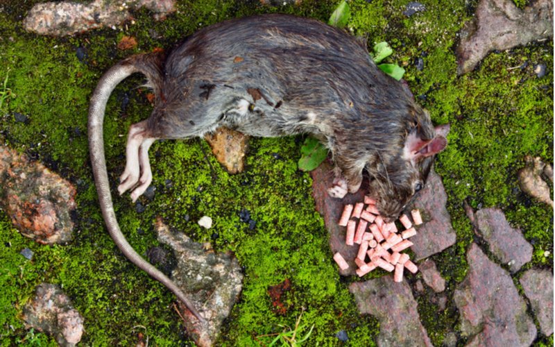 Otrava na potkany - otrávená návnada (granule) a mŕtvy potkan