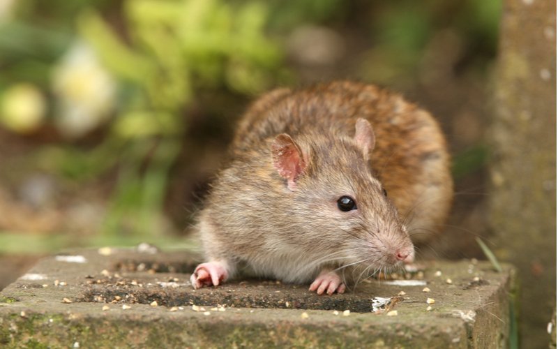 Potkan hnedý, Rattus norvegicus