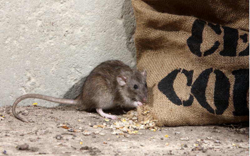Potkan načína vrece s krmivom
