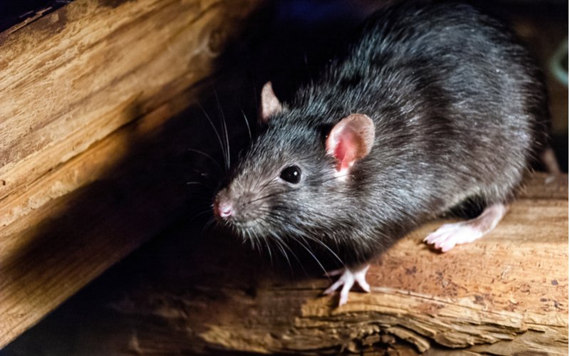 Potkan tmavý, Rattus rattus, ľudovo krysa