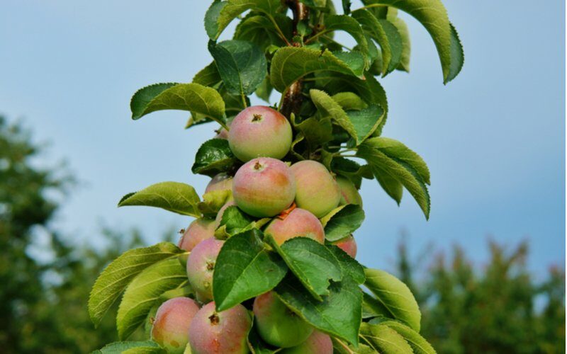 Stĺpovité ovocné stromy - jabloň