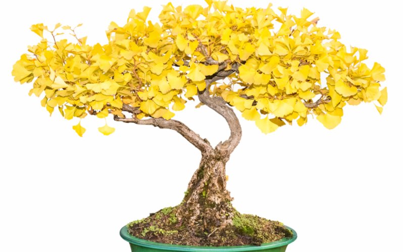Gingko - pestovanie ako bonsai