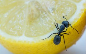 Mravec na citróne