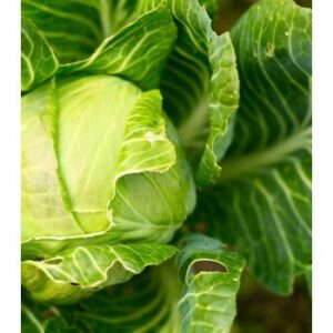 BIO kapusta biela Filderkraut – Brassica oleracea – bio semená kapusty – 50 ks