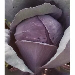 BIO kapusta červená Granat – Brassica oleracea – bio semená kapusty – 40 ks