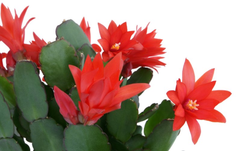 Vianočný kaktus - červené kvety