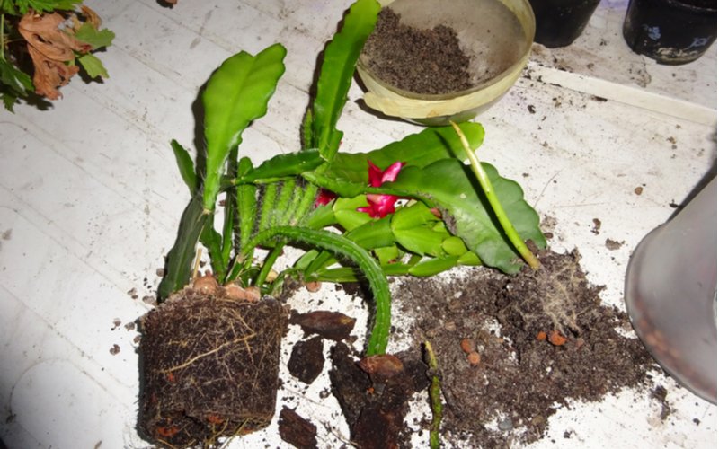Vianočný kaktus - presádzanie