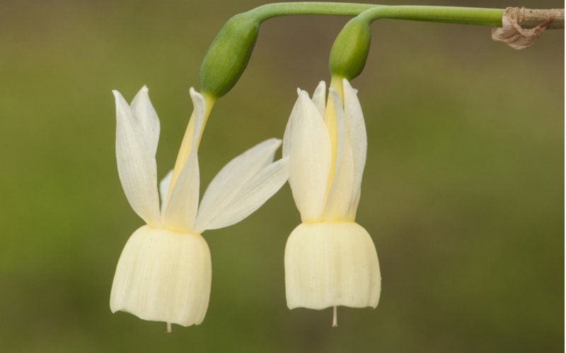 Narcis Narcissus triandrus Angels Tears 