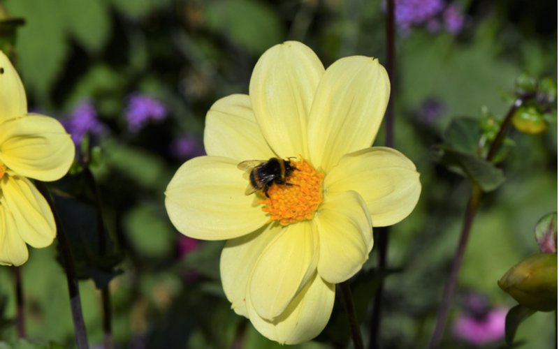 Včela na žltom kvete bidens