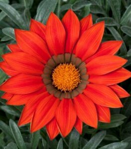 Gazánia Frosty Kiss Red F1 – Gazania rigens – semená gazánie – 12 ks