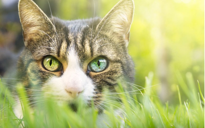 Mačka v tráve