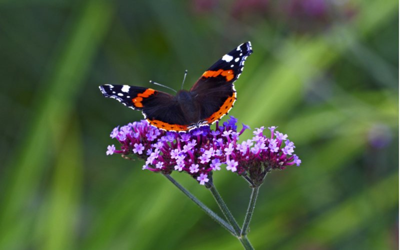 Motýľ na verbena bonariensis