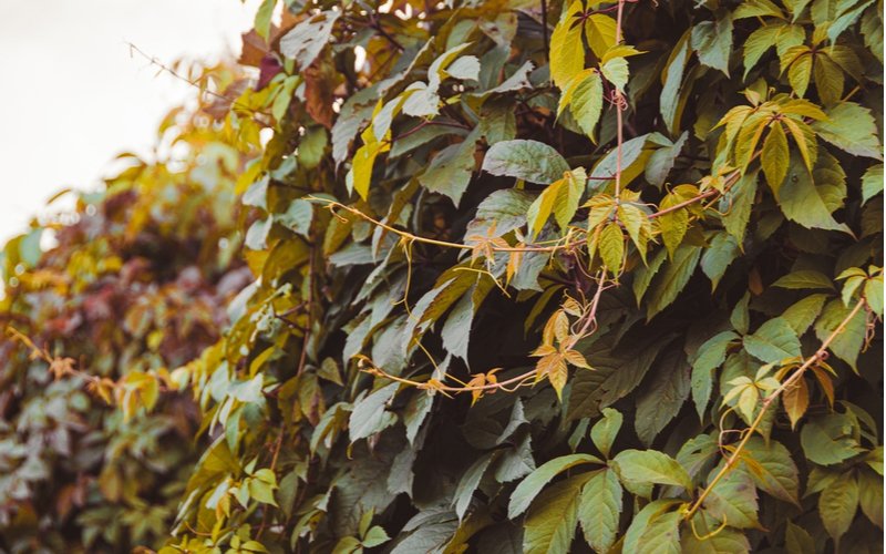 Rýchlo rastúci živý plot - Parthenocissus quinquefolia 