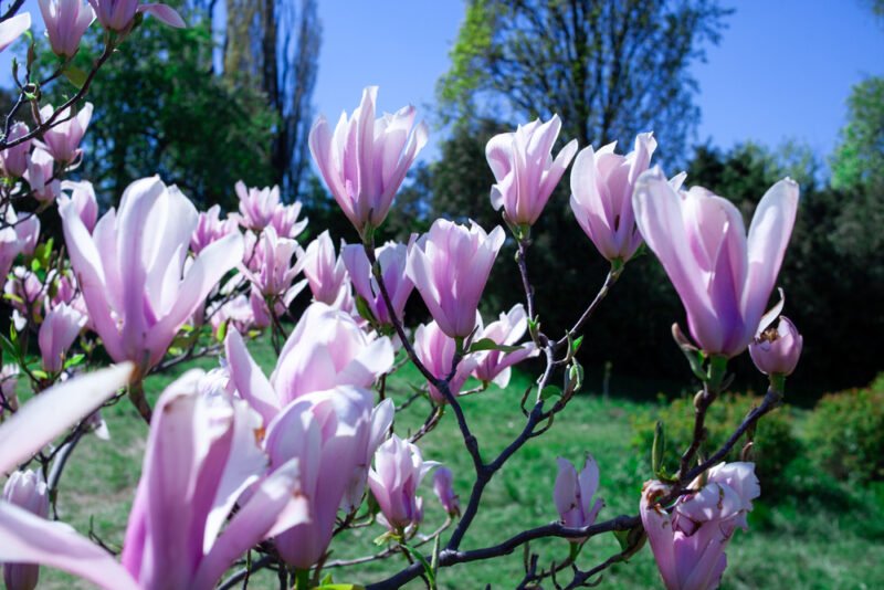 Magnólia ľaliokvetá (liliflora)