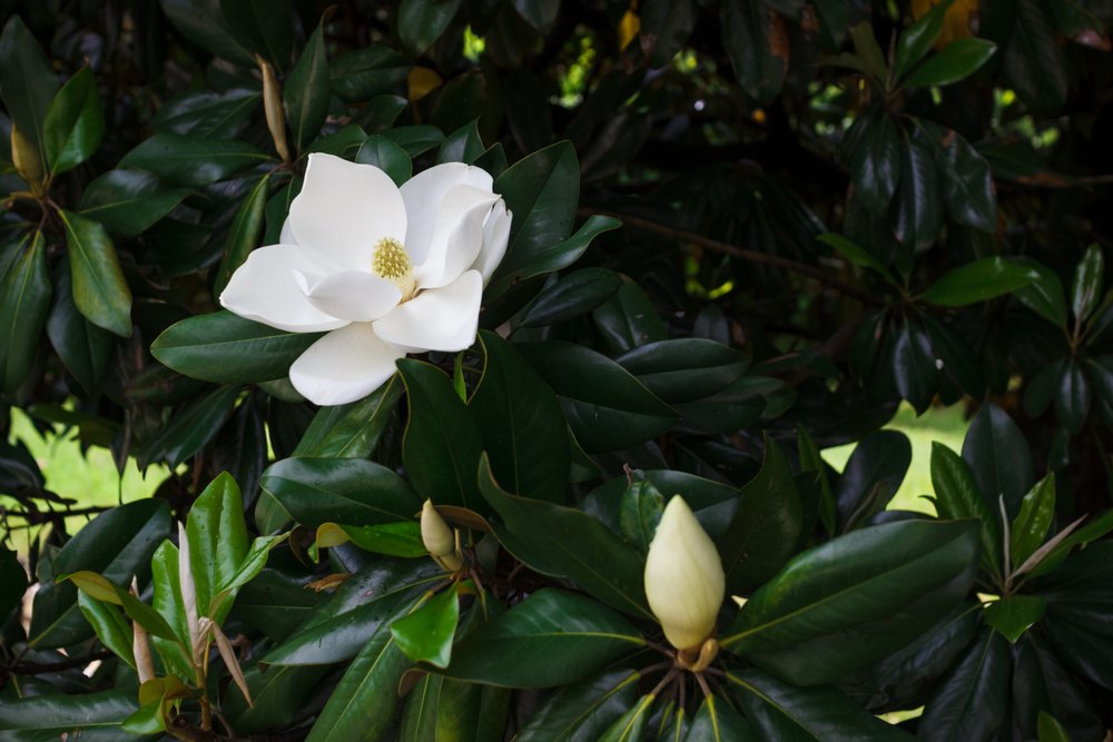 Magnólia veľkokvetá (grandiflora)