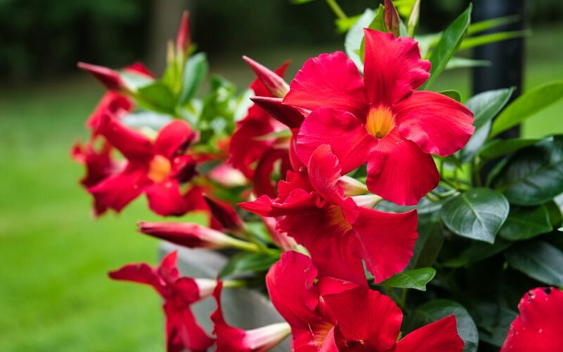 Červené kvety rastliny mandevilla