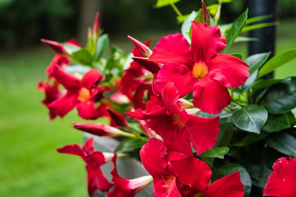 Červené kvety rastliny mandevilla