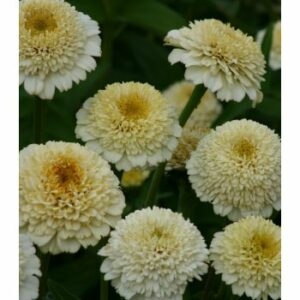 Cínia Zinderella White – Zinnia elegans – semená cínie – 20 ks