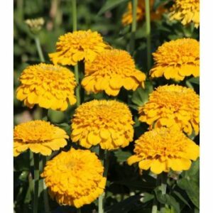 Cínia Zinderella Yellow – Zinnia elegans – semená cínie – 20 ks