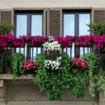 Vyberáme celoročné mrazuvzdorné kvety a rastliny na balkón - aké sú možnosti?