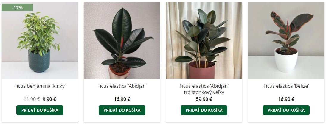 Fikusy v eshope Plantizia