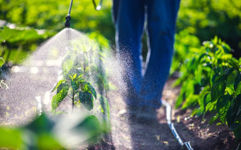 Prípravky proti škodcom - záhradkár aplikuje insekticíd na rastliny v záhone