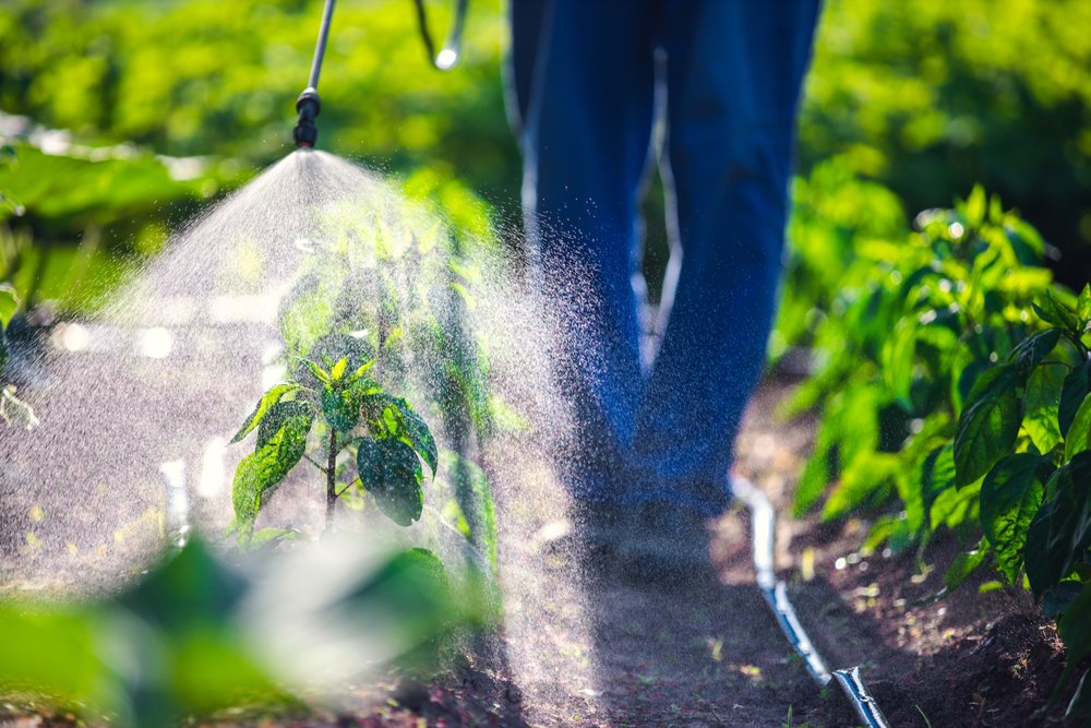 Prípravky proti škodcom - záhradkár aplikuje insekticíd na rastliny v záhone