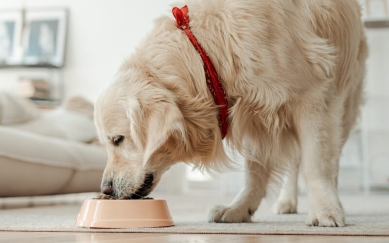 Správna výživa pre dospelého psa - zlatý retriever a miska so suchým krmivom