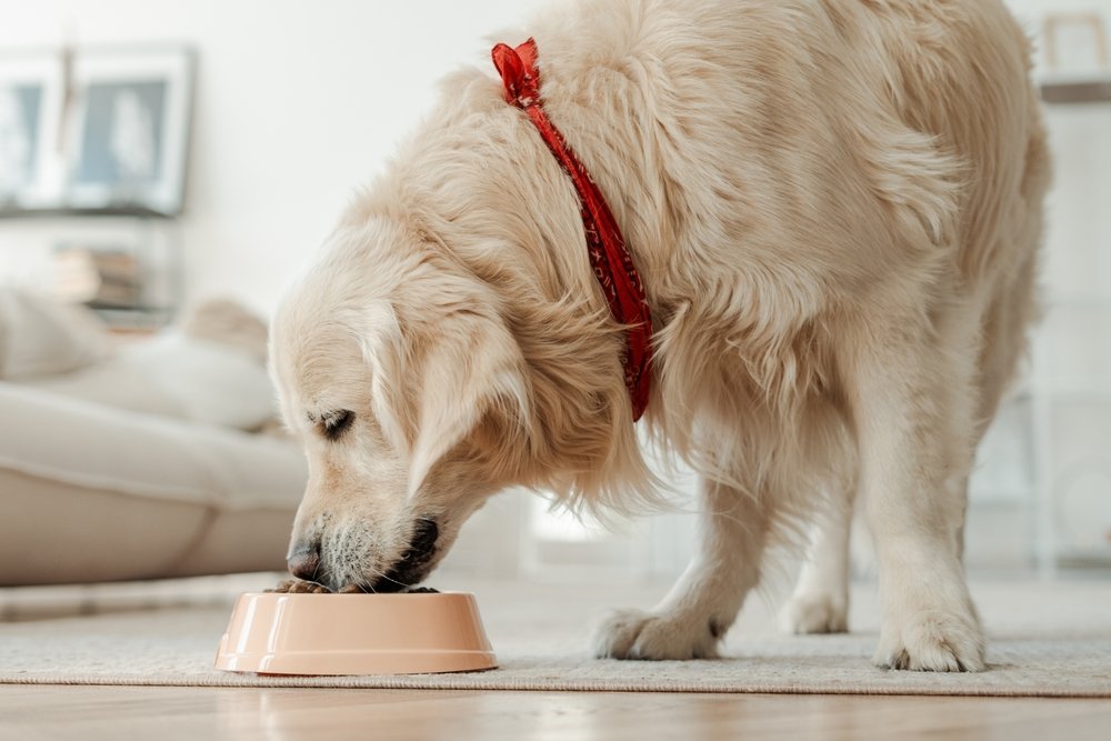 Správna výživa pre dospelého psa - zlatý retriever a miska so suchým krmivom