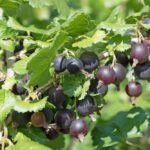 Josta - chutný kríženec čiernej ríbezle a egreša, návod na pestovanie a tipy na jej využitie