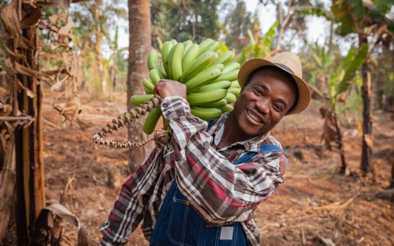 Usmiaty africký farmár s kopou čerstvo natrhaných banánov pri pestovaní