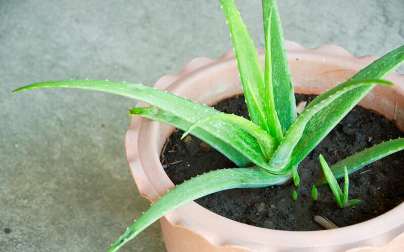 Aloe vera - detail na mladú rastlinu v kvetináči