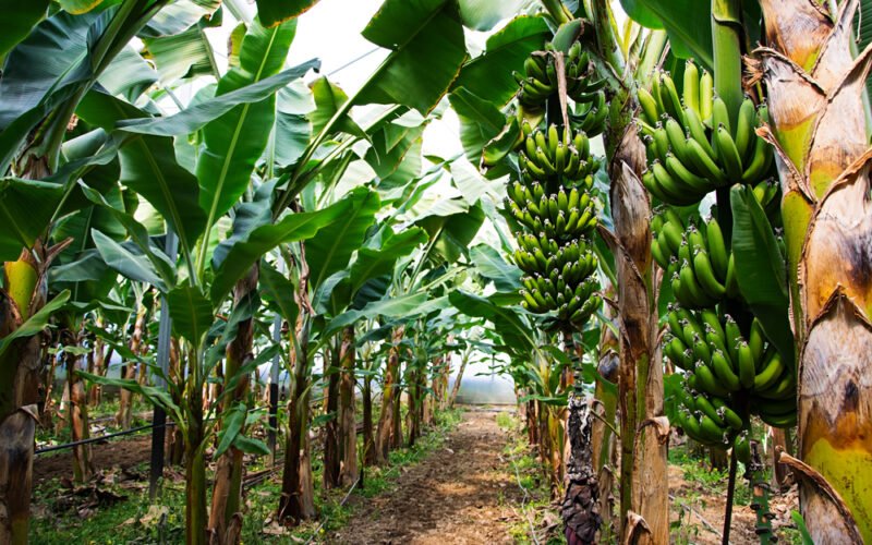 Banánovníky na farme
