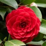 Kamélia japonská - ako pestovať „japonskú ružu“ v byte aj v záhrade