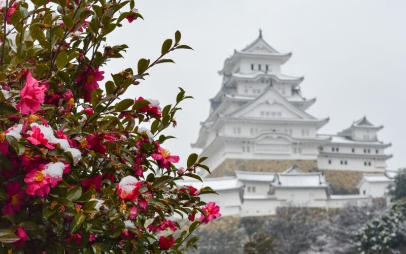 Kamélia japonská vo svojom prirodzenom prostredí. V pozadí je hrad Himedži (prefektúra Hjógó, Honšú)