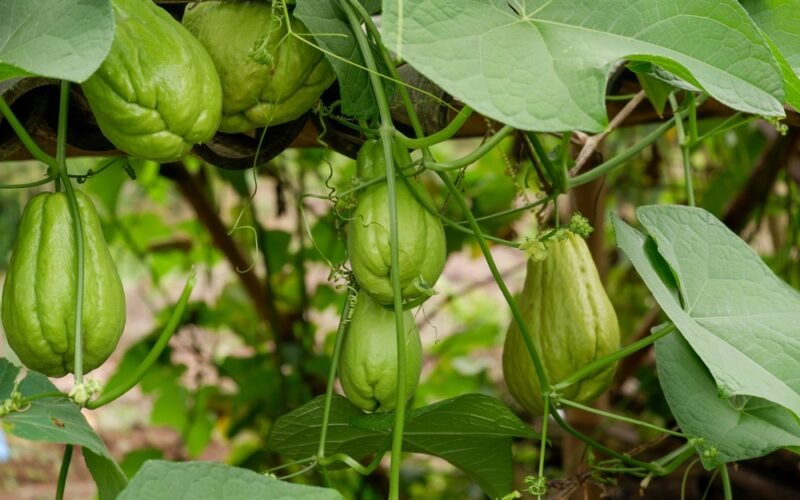 Čajot (chayote) rastlina - plody a pestovanie