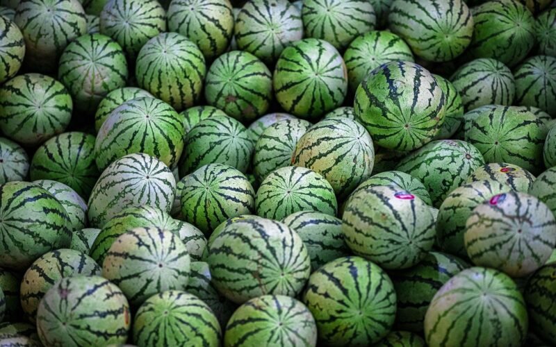 Vodový melón - melóny na jednej veľkej kope