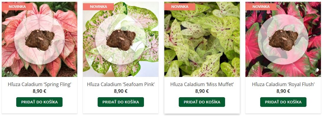 Caladium v eshope Plantizia