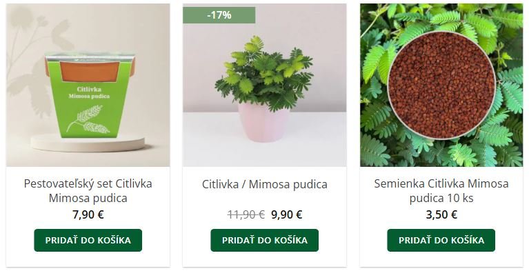 Citlivka Mimosa pudica v eshope Plantizia