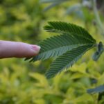 Mimosa pudica - citlivka: Nedotýkajte sa ma, Citlivá rastlina, Plachá rastlina