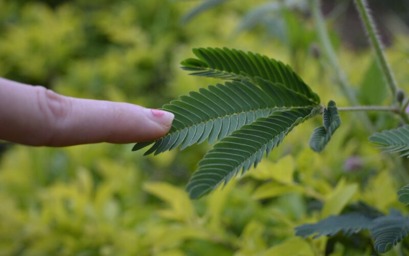 Mimosa pudica - citlivka: Nedotýkajte sa ma, Citlivá rastlina, Plachá rastlina