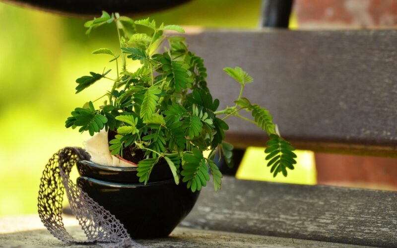 Mimosa pudica - citlivka: detail rastliny v črepníku
