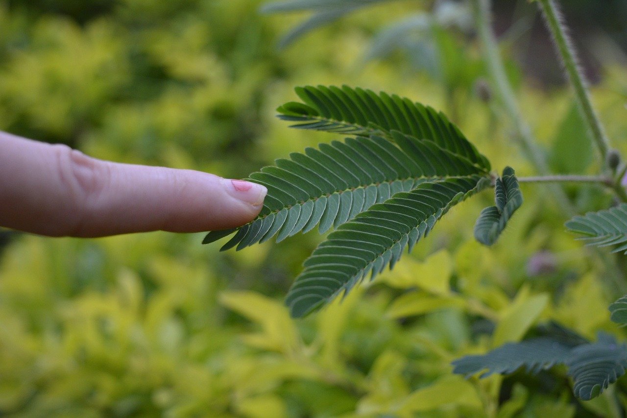 Mimosa pudica - citlivka: Nedotýkajte sa ma, Citlivá rastlina, Plachá rastlina